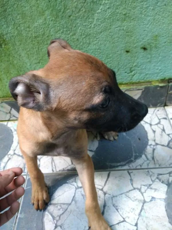 Cachorro ra a Boxer com SDR idade 2 a 6 meses nome Filhotes