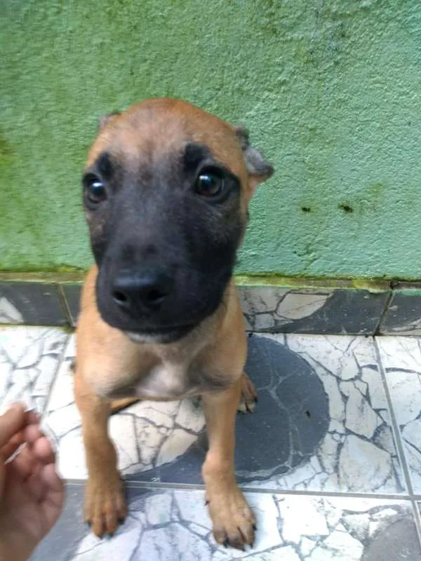 Cachorro ra a Boxer com SDR idade 2 a 6 meses nome Filhotes