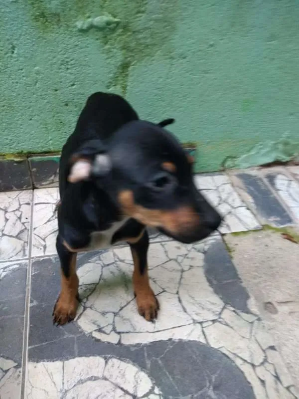 Cachorro ra a Boxer com SDR idade 2 a 6 meses nome Filhotes