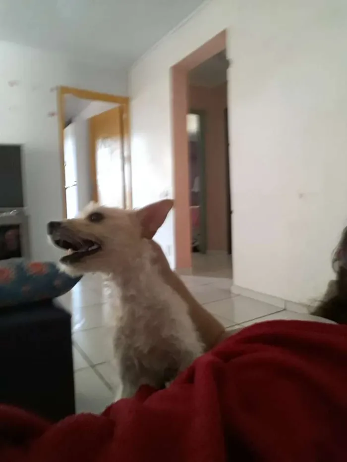 Cachorro ra a Pudle idade 1 ano nome Mel
