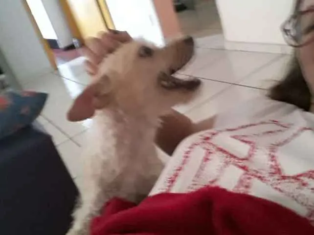 Cachorro ra a Pudle idade 1 ano nome Mel