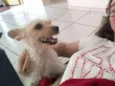 Mel