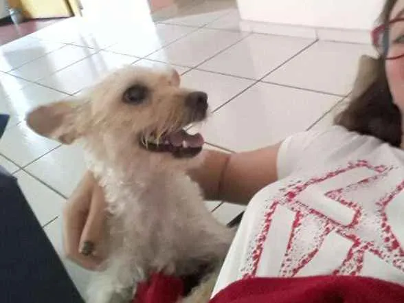 Cachorro ra a Pudle idade 1 ano nome Mel