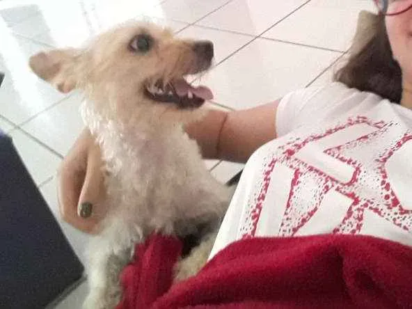 Cachorro ra a Pudle idade 1 ano nome Mel
