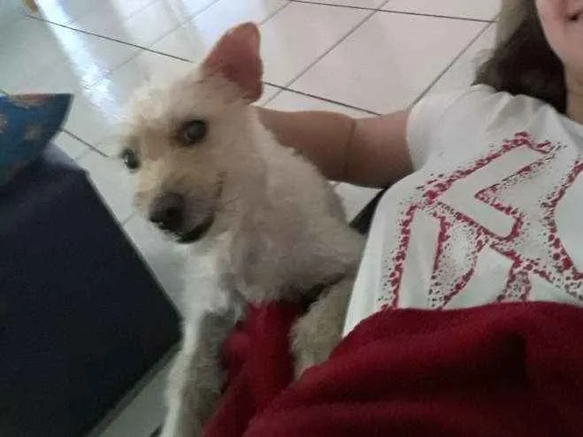 Cachorro ra a Pudle idade 1 ano nome Mel