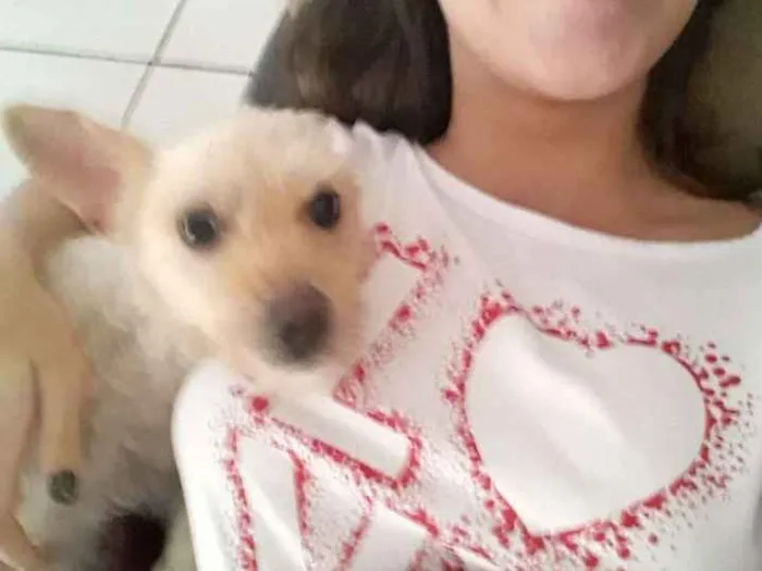 Cachorro ra a Pudle idade 1 ano nome Mel