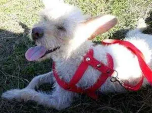 Cachorro raça Pudle idade 1 ano nome Mel