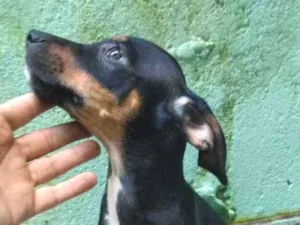 Cachorro raça Boxer com SDR idade 2 a 6 meses nome Filhotes