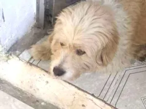 Cachorro raça Viralata idade 6 ou mais anos nome Billy