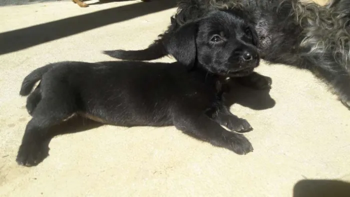 Cachorro ra a srd idade Abaixo de 2 meses nome ainda sem nomes