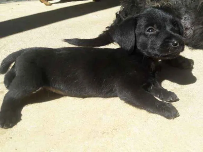 Cachorro ra a srd idade Abaixo de 2 meses nome ainda sem nomes