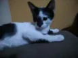 gato
