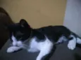 gato