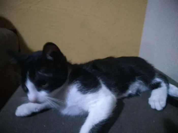 Gato ra a sem raça definida(vira lata) idade 2 a 6 meses nome gato