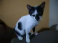 gato