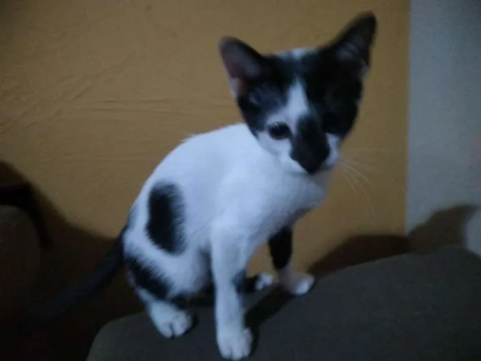 Gato ra a sem raça definida(vira lata) idade 2 a 6 meses nome gato