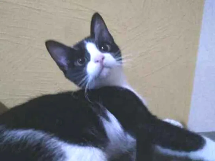 Gato ra a sem raça definida(vira lata) idade 2 a 6 meses nome gato