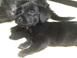 Cachorro raça srd idade Abaixo de 2 meses nome ainda sem nomes
