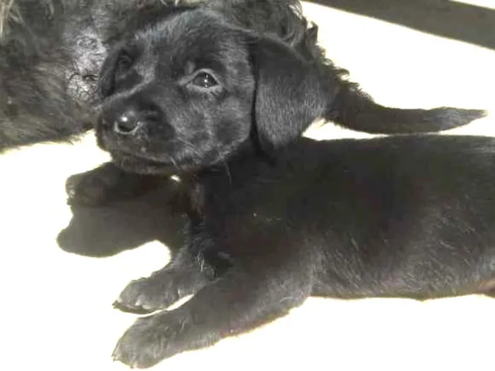 Cachorro ra a srd idade Abaixo de 2 meses nome ainda sem nomes