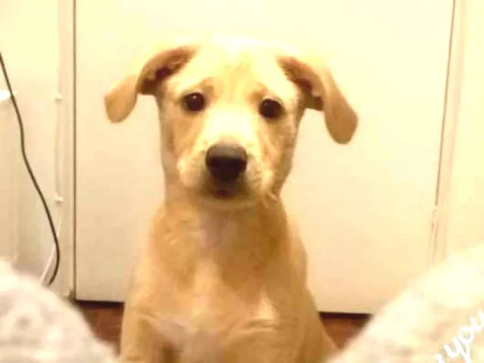 Cachorro ra a Labrador + outro idade 2 a 6 meses nome Luke