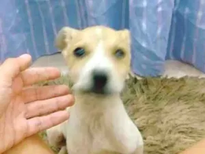 Cachorro raça Vira-lata idade 2 a 6 meses nome Teddy e pantera