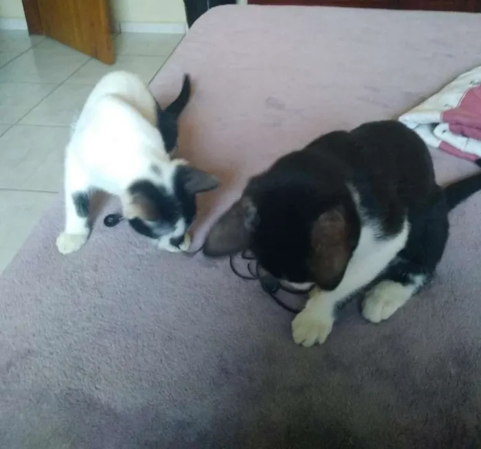 Gato ra a sem raça definida(vira lata) idade 2 a 6 meses nome gato