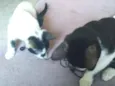 gato