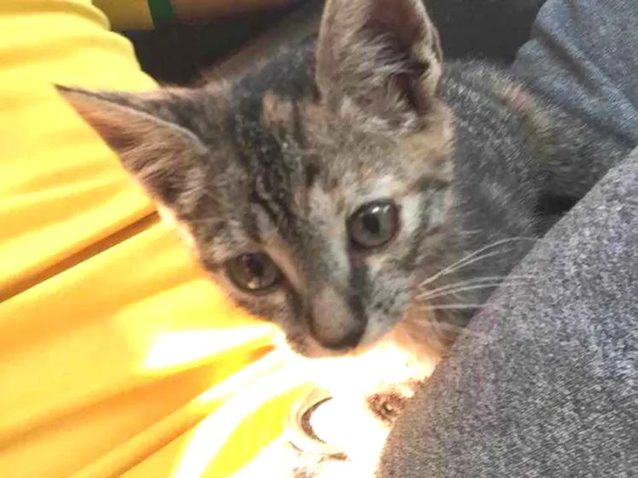 Gato ra a Não tem  idade 2 a 6 meses nome Não tem 