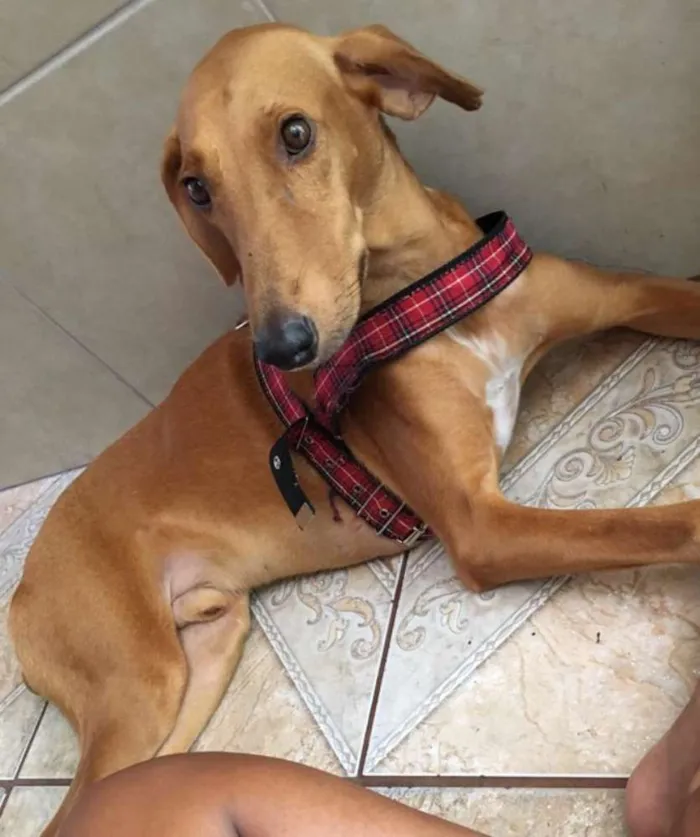 Cachorro ra a Galgo idade 2 anos nome Zairon