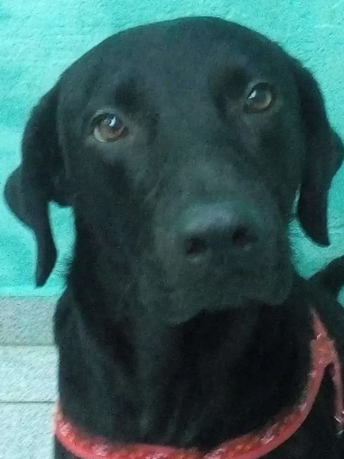 Cachorro ra a Sem raça definida idade 2 anos nome Angus
