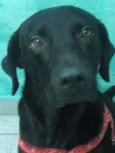 Angus