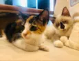 Thor e Luna 