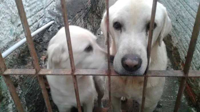 Cachorro ra a Labrador idade 7 a 11 meses nome Taison e Hana