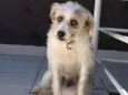 Pitoco
