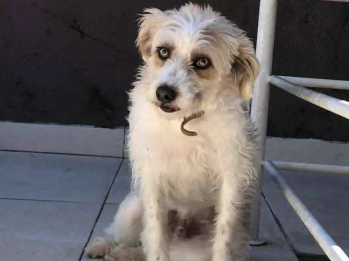 Cachorro ra a vira-lata  idade 2 anos nome Pitoco