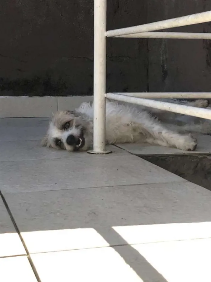 Cachorro ra a vira-lata  idade 2 anos nome Pitoco