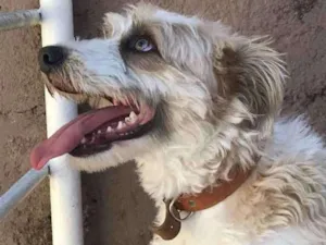 Cachorro raça vira-lata  idade 2 anos nome Pitoco
