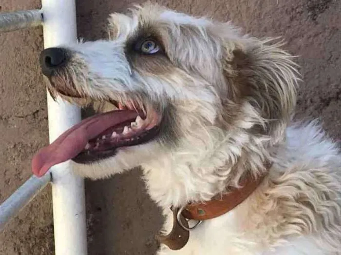 Cachorro ra a vira-lata  idade 2 anos nome Pitoco