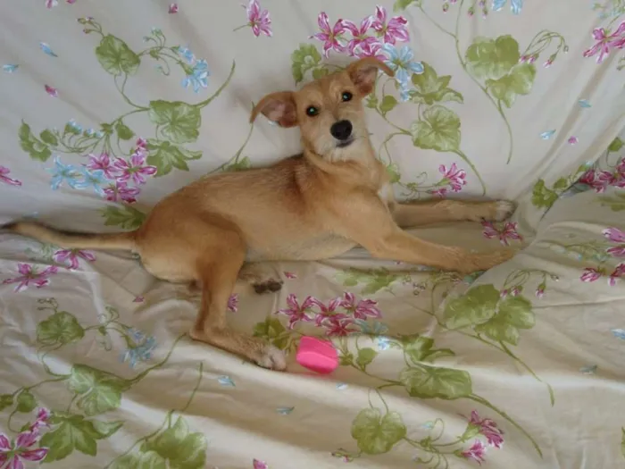 Cachorro ra a Sem raça definida idade 2 a 6 meses nome Bartolomeu