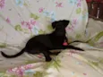 Pretinha 