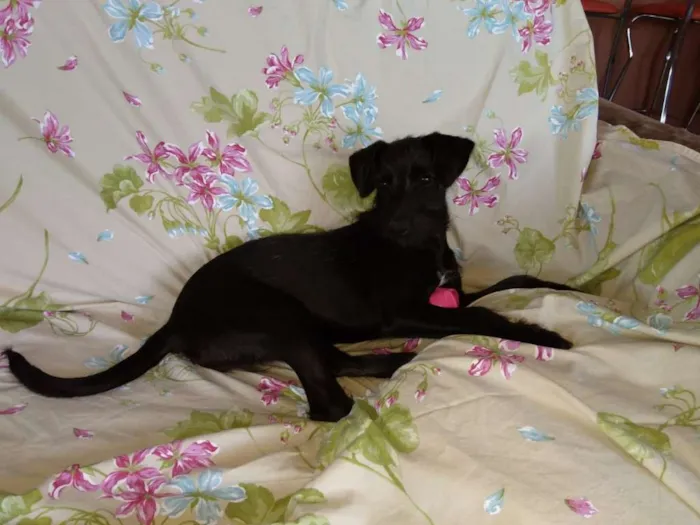 Cachorro ra a Sem raça definida idade 2 a 6 meses nome Pretinha 