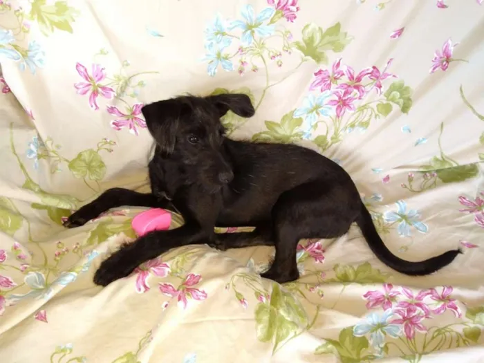 Cachorro ra a Sem raça definida idade 2 a 6 meses nome Pretinha 