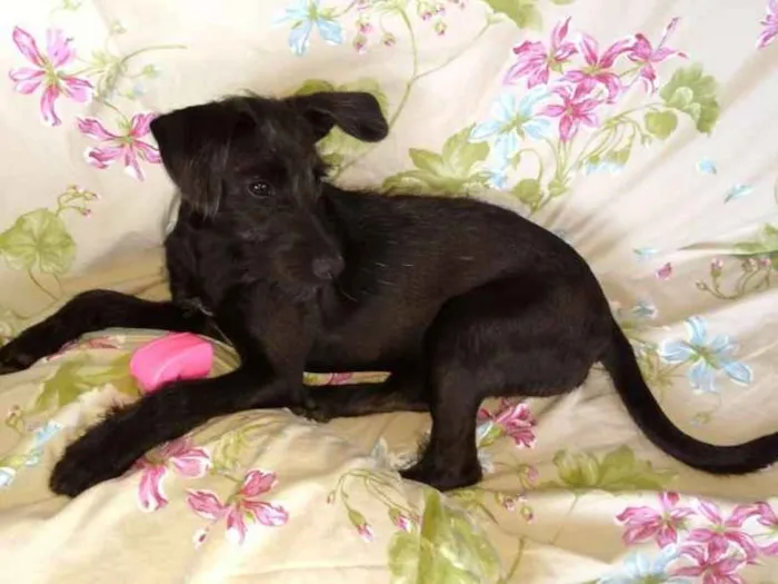 Cachorro ra a Sem raça definida idade 2 a 6 meses nome Pretinha 
