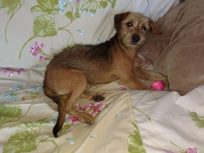 Cachorro ra a Sem raça definida idade 2 a 6 meses nome Jackie 