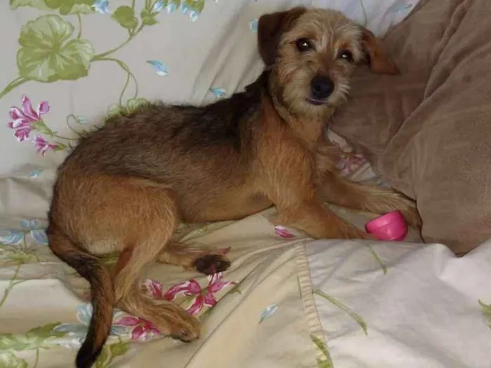 Cachorro ra a Sem raça definida idade 2 a 6 meses nome Jackie 
