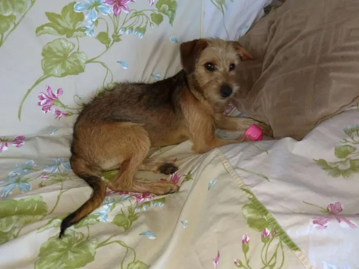 Cachorro ra a Sem raça definida idade 2 a 6 meses nome Jackie 