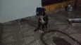 Apolo