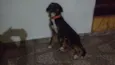 Apolo