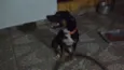 Apolo