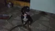Apolo
